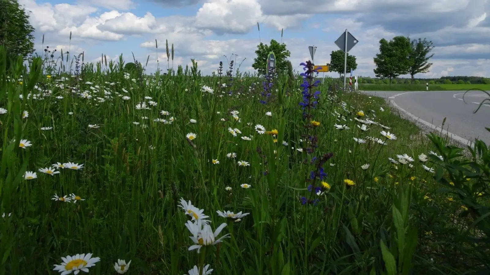 Unter dem Motto: Was blüht denn da, lädt der Bund Naturschutz zur Wildblumenführung im Juli ein. (Foto: F. Langer)