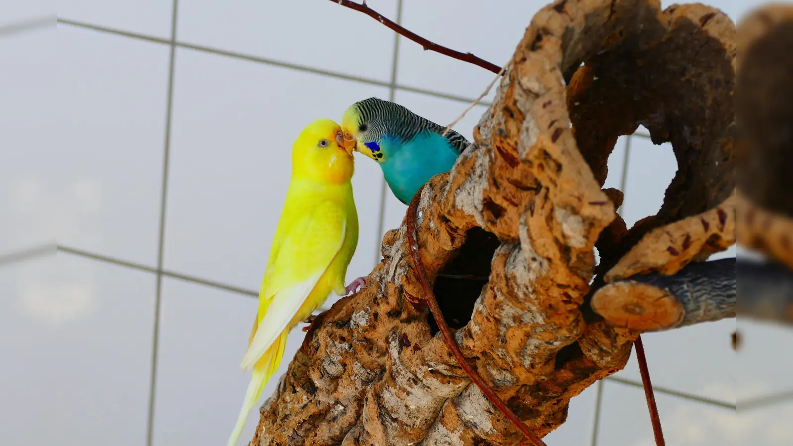 Die beiden Wellensittiche Picksi und Coco (Foto: Tierheim Riem)