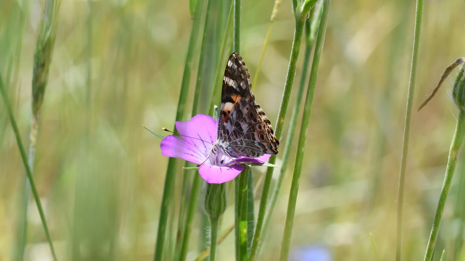 Artenvielfalt in der Kulturlandschaft: ein Distelfalter auf einer Kornrade. (Foto: Stefan Meyer)