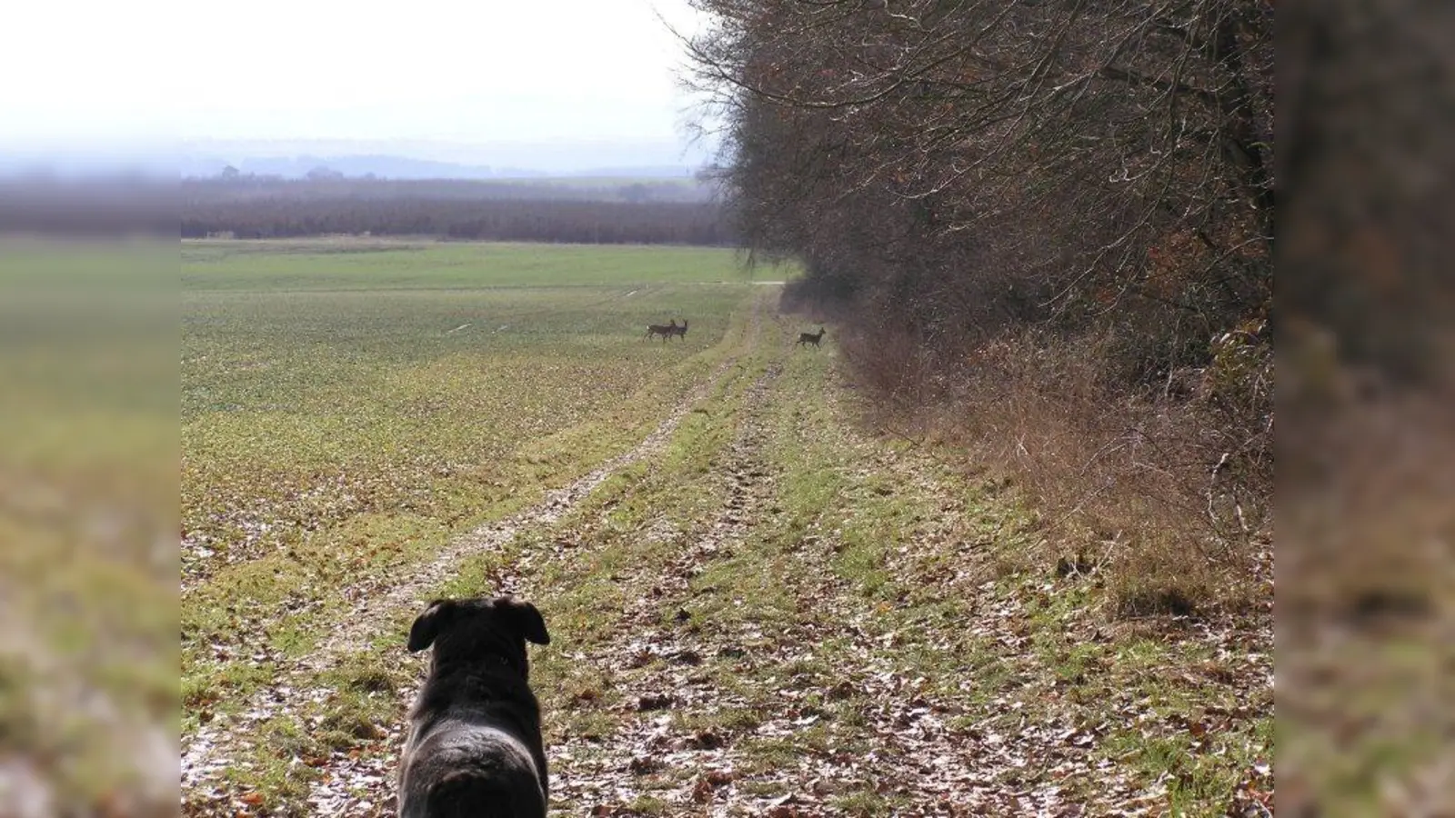 Ob das gut ausgeht? Ist der Hund nicht angeleint, kann das für das heimische Wild böse enden. Von circa März bis Juni ziehen Wildtiere ihren Nachwuchs auf. In dieser Zeit sind sie besonders empfindlich und vermehrt auf das Verständnis des Menschen angewiesen. Wer ihnen helfen will, bleibt auf den Wegen und leint seinen Hund an. (Foto: Rainer Brückner/pixelio)