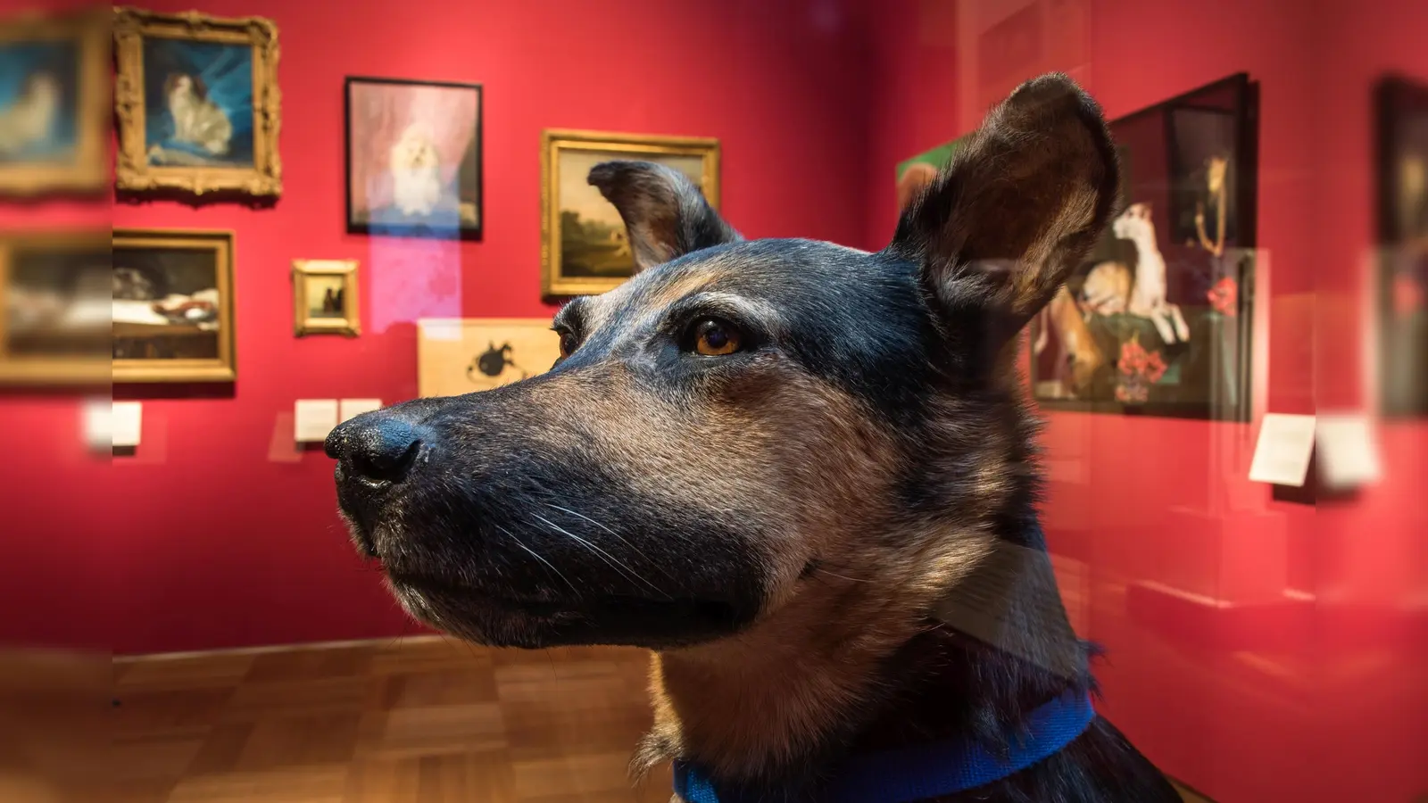 Dermoplastik: Schäfermischling Zorro. (Foto: Matthias Weniger/ B. Nationalmuseum )