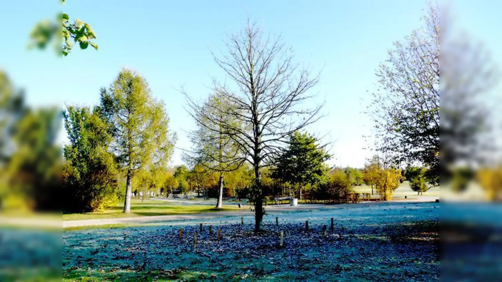 Unter diesem Ahorn ist die Bestattung unter Bäumen bereits möglich.	 (Foto: MO)