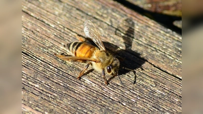 Buckfastbiene heißt diese fleißige Imme, benannt nach dem englischen Kloster, in dem vor etwa hundert Jahren die ersten Bienen ihrer Art gezüchtet wurden. (Foto: PollyDot, CC0)