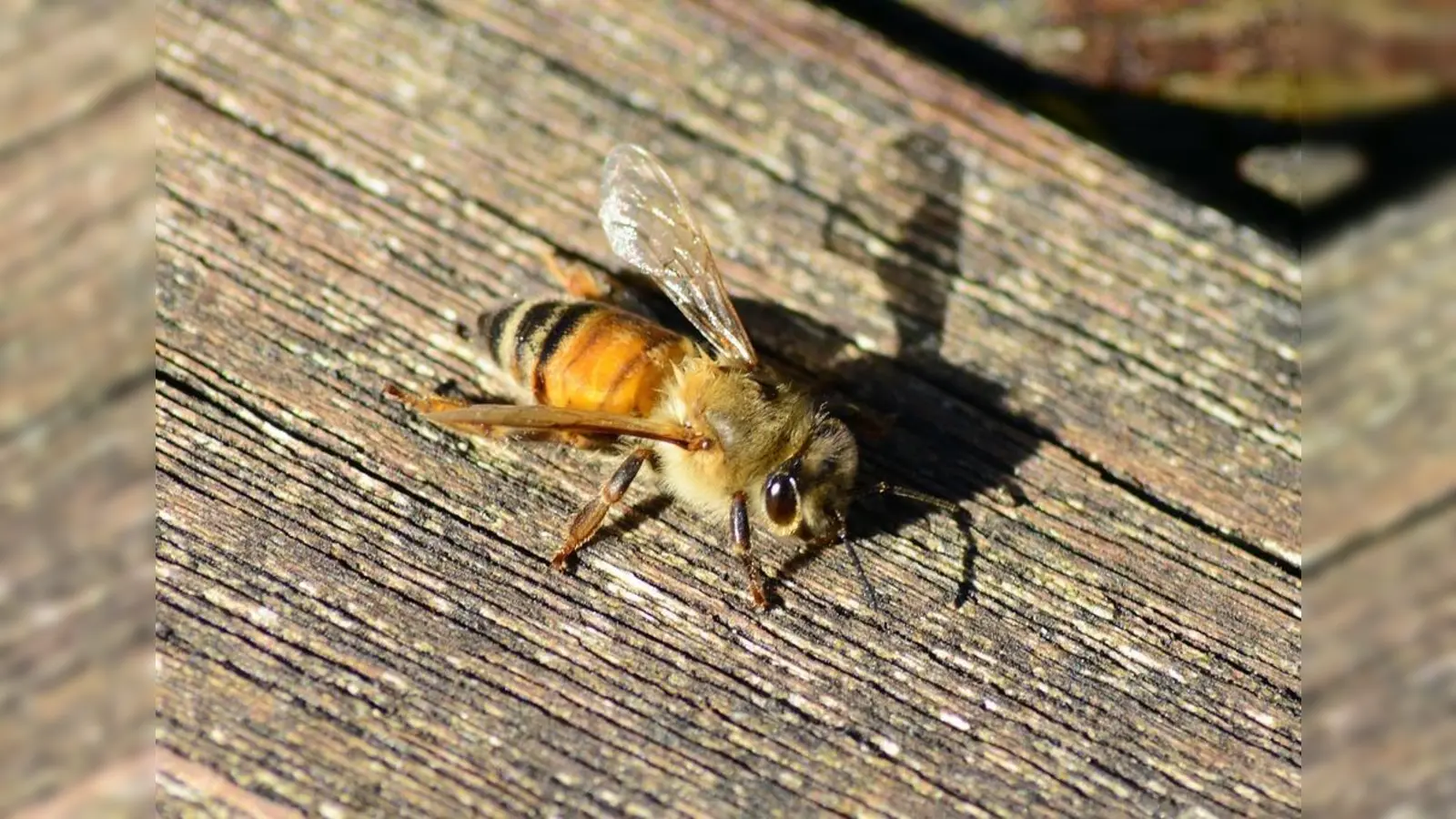 Buckfastbiene heißt diese fleißige Imme, benannt nach dem englischen Kloster, in dem vor etwa hundert Jahren die ersten Bienen ihrer Art gezüchtet wurden. (Foto: PollyDot, CC0)