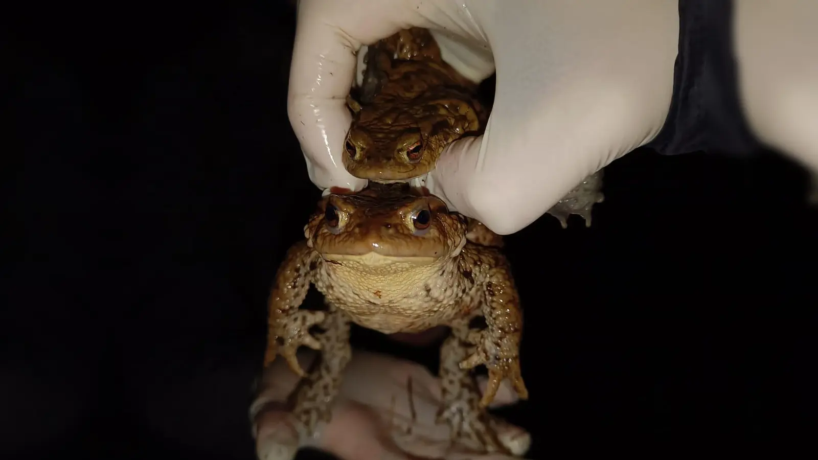 Zwei Kröten werden vorsichtig über die Straße getragen. Die Helfer tragen Handschuhe, um die Tiere nicht mit Krankheitserregern zu infizieren.  (Foto: pst)