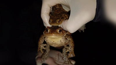 Zwei Kröten werden vorsichtig über die Straße getragen. Die Helfer tragen Handschuhe, um die Tiere nicht mit Krankheitserregern zu infizieren.  (Foto: pst)