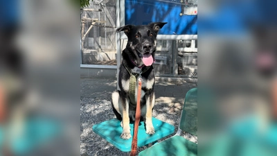 Ricky benötigt eine konsequente Führung bei Menschen mit Hunde-/Rasseerfahrung. (Foto: Tierheim Riem)