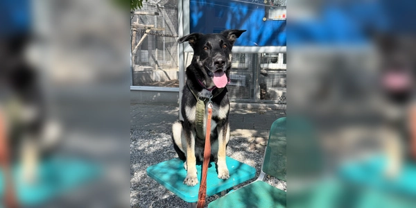 Ricky benötigt eine konsequente Führung bei Menschen mit Hunde-/Rasseerfahrung. (Foto: Tierheim Riem)