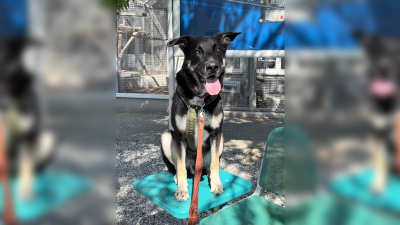 Ricky benötigt eine konsequente Führung bei Menschen mit Hunde-/Rasseerfahrung. (Foto: Tierheim Riem)