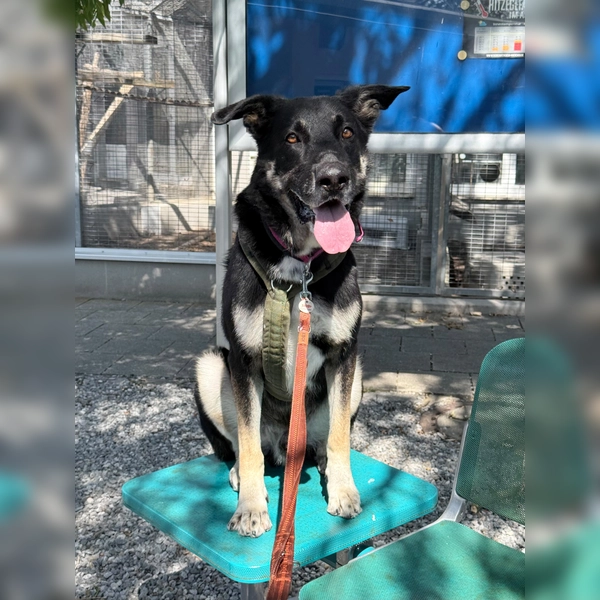 Ricky benötigt eine konsequente Führung bei Menschen mit Hunde-/Rasseerfahrung. (Foto: Tierheim Riem)