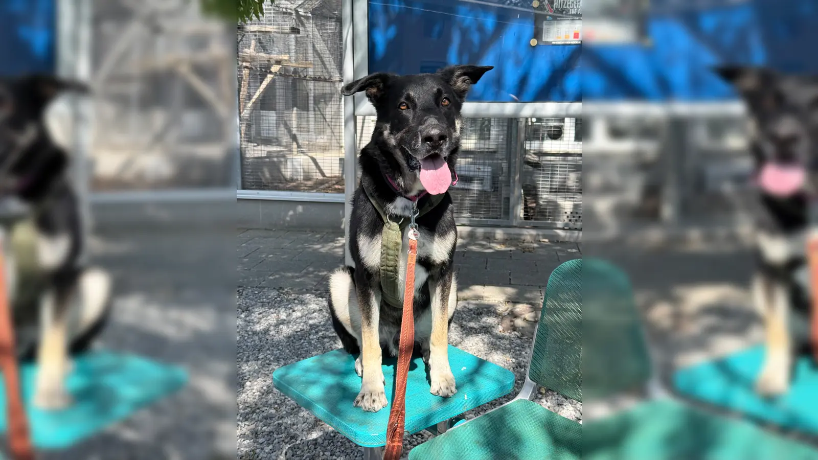 Ricky benötigt eine konsequente Führung bei Menschen mit Hunde-/Rasseerfahrung. (Foto: Tierheim Riem)