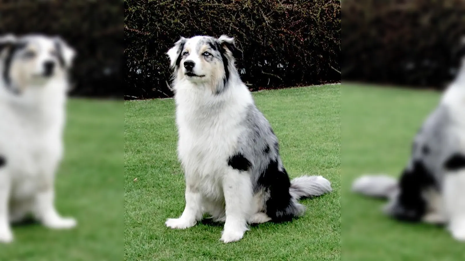 Fast gestorben ist der Australian Shepherd an einer Strychninvergiftung im Truderinger Wald. Nun ist Tracy zum Glück wieder fit und munter. 	 (Foto: bus)