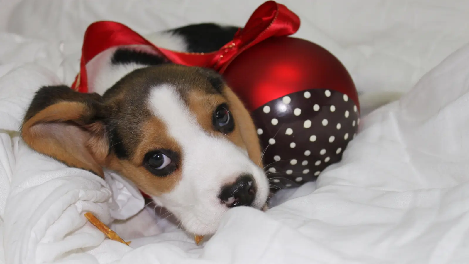 Am Samstag, 7. Dezember, lädt der Tierschutzverein München zum weihnachtlichen Beisammensein auf dem Tierheimgelände ein. (Foto: Tierschutzverein München)