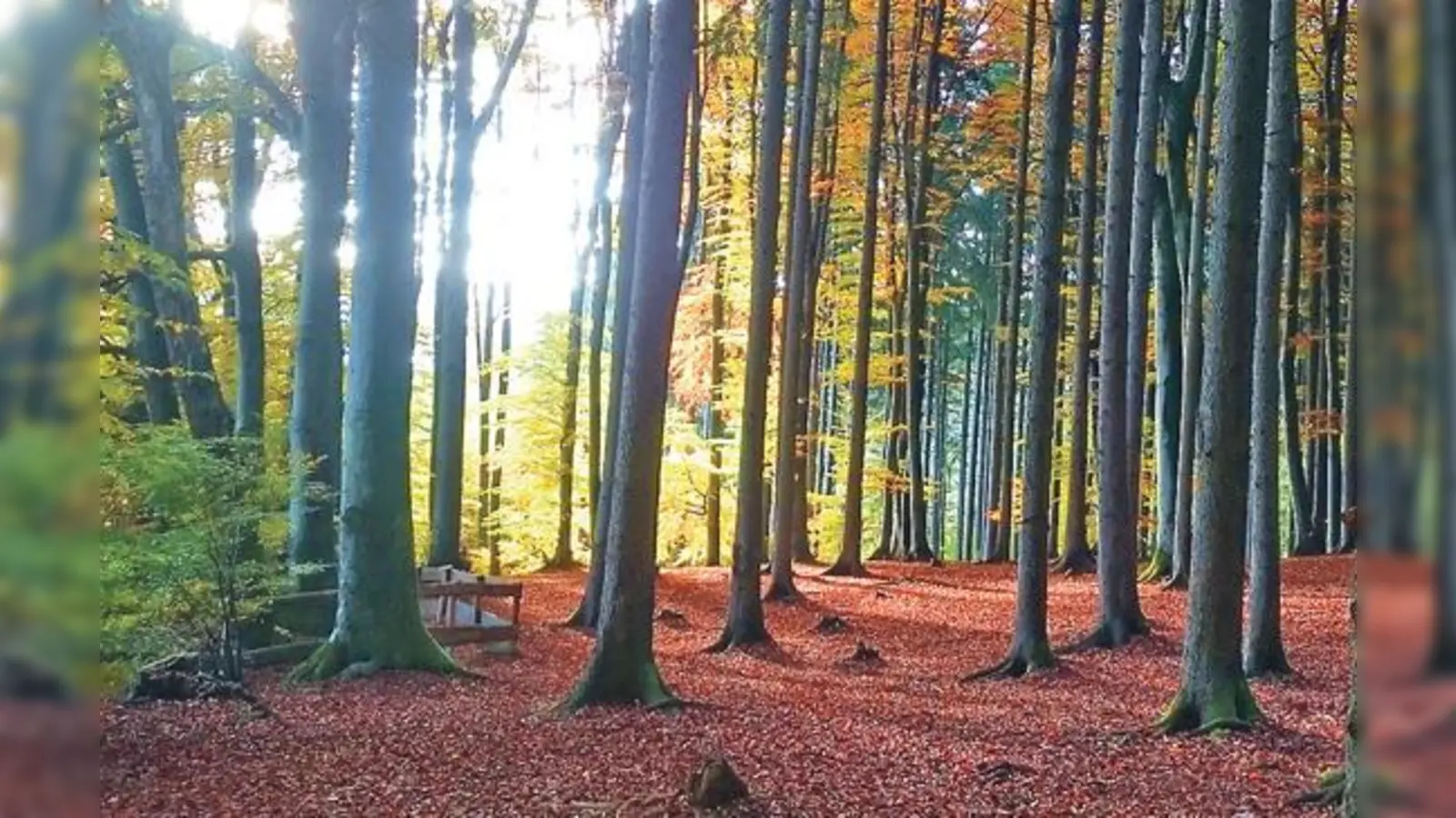 Eine Idylle auf Zeit? Der Verein »BI-St2080« setzt sich gegen weitere Straßenbauten durch den Forst ein.	 (Foto: sd)