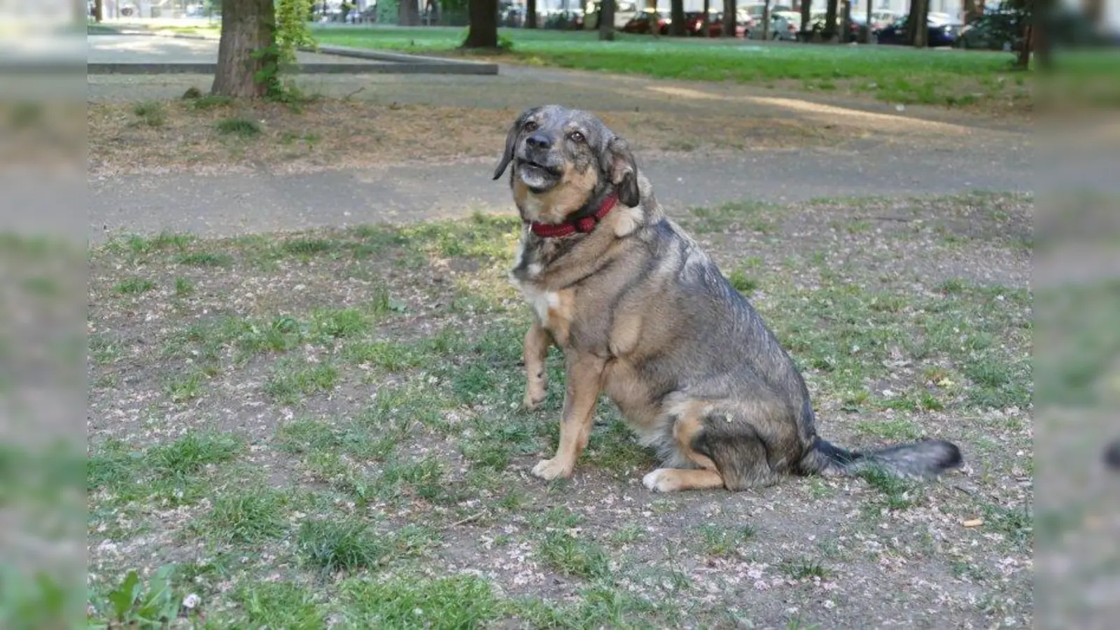 Auch ein großer Hund soll frei laufen und spielen dürfen. Das besagt das Tierschutzgesetz. (Foto: ds)