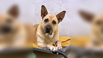 Schäferhund-Mix Rüde Bobi. (Foto: Tierheim Riem)