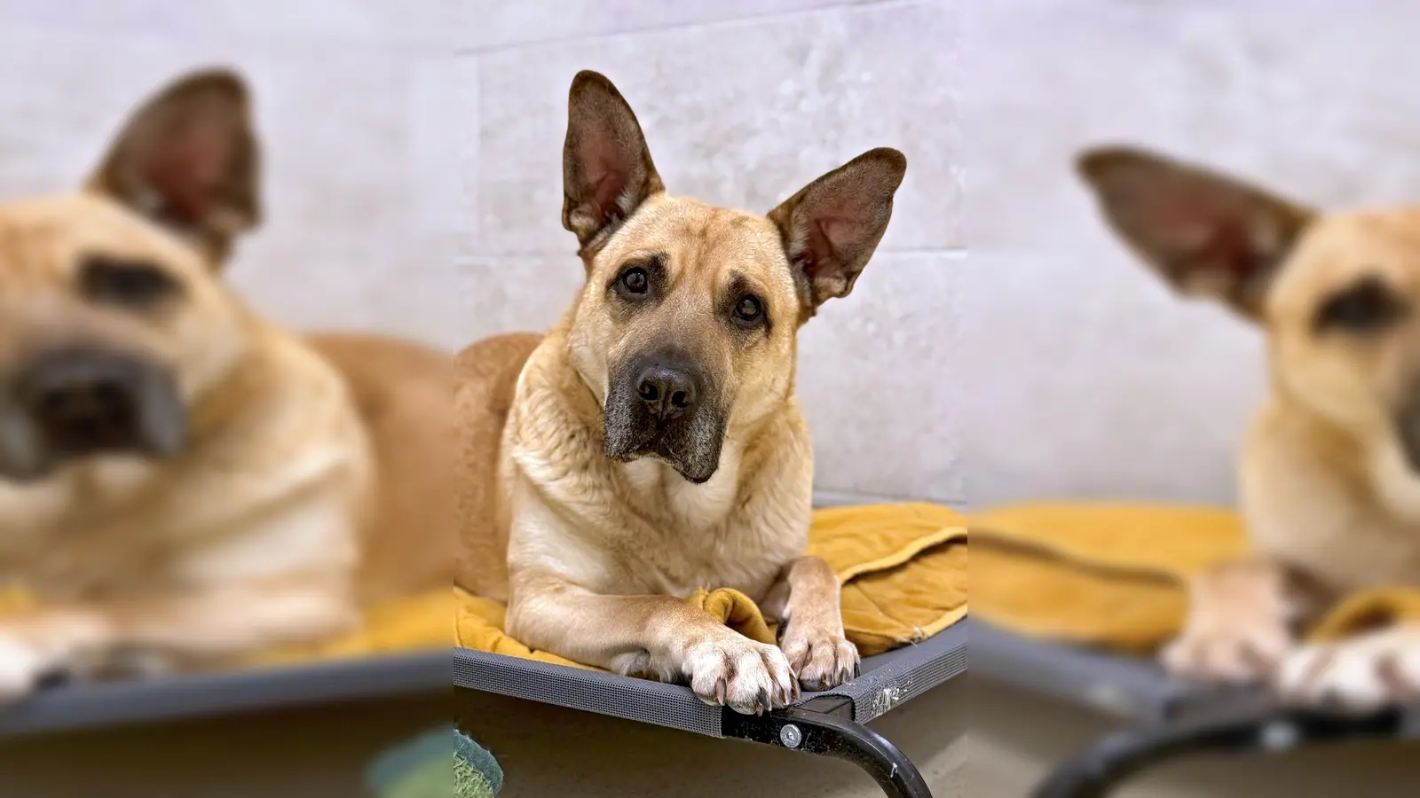 Schäferhund-Mix Rüde Bobi. (Foto: Tierheim Riem)