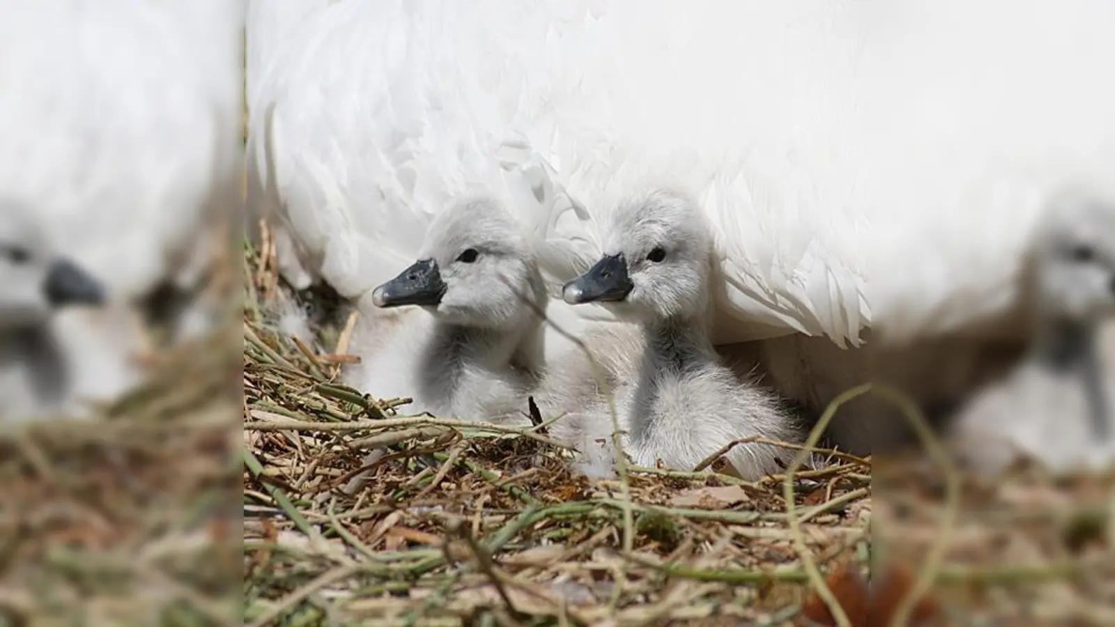Ach wie niedlich! Seit kurzem gibt es Nachwuchs am Messesee.	 (Foto: privat)