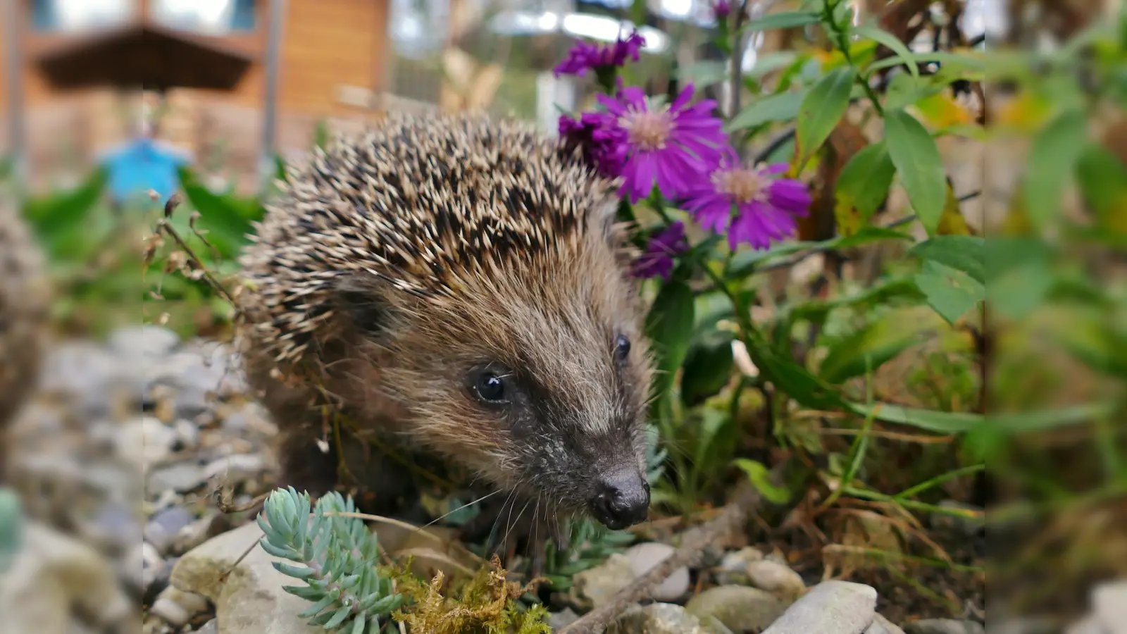 Die ersten Igel im Tierheim erwachen aus dem Winterschlaf. Wer hat für sie ein Auswilderungsplätzchen im Garten frei? (Foto: Tierschutzverein München)