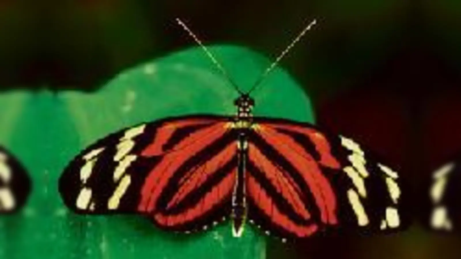 Die schönen Farben der Schmetterlinge sind im Botanischen Garten zu  (Foto: Franz Schlegel)