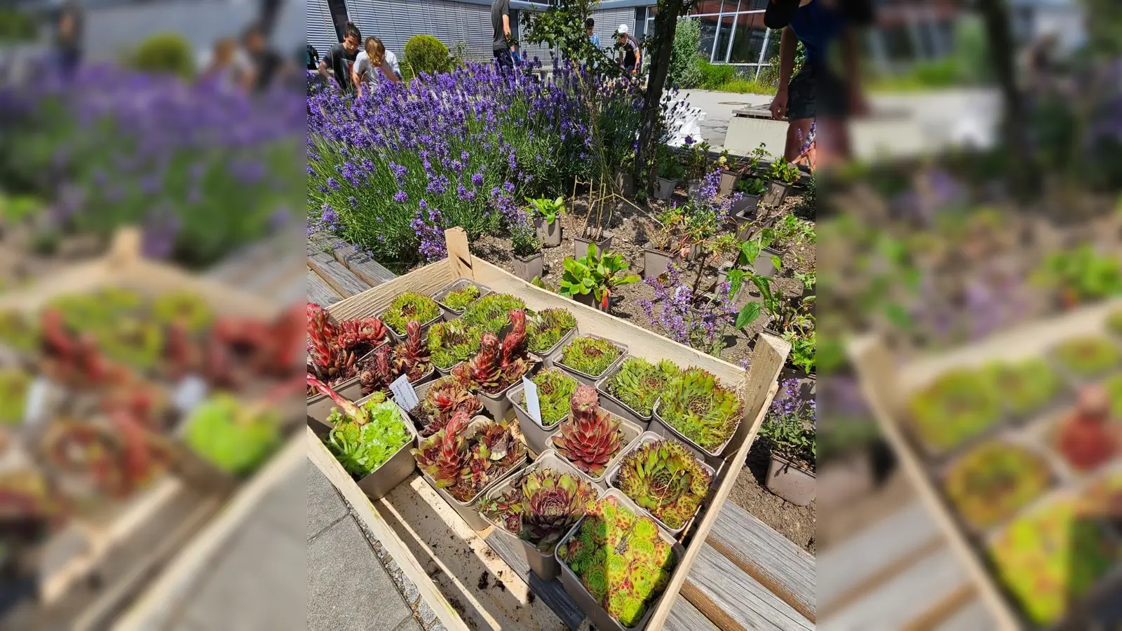 Auf dem Bild ist die Pflanzaktion noch in vollem Gange. (Foto: CSG)