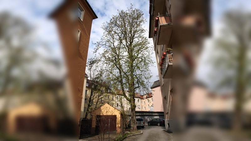 Ein grüner Lichtblick  abseits der baumlosen Anglerstraße: In einem Hinterhof entfaltet eine Kastanie langsam ihre Knospen. (Foto: tg)
