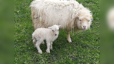 Das Zwergschaf lebt eigentlich auf einer kleinen Insel im Atlantik - und in Polling. (Foto: pr)