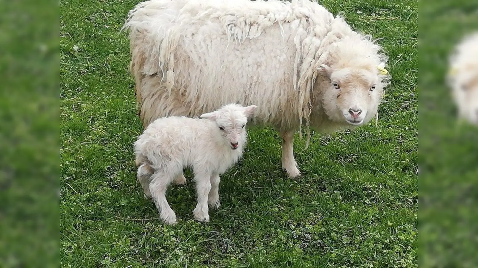 Das Zwergschaf lebt eigentlich auf einer kleinen Insel im Atlantik - und in Polling. (Foto: pr)