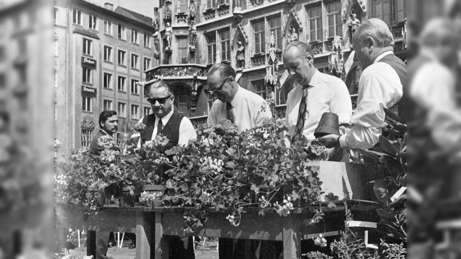 Der Blumenschmuckwettbewerb hat in München eine lange Tradition: Vor dem Rathaus bepflanzen im Mai 1972 die Herren Karl Bschorr, Senator für Land- und Forstwirtschaft, Bürgermeister Albert Bayerle, Georg Schmidt vom Bayerischen Landwirtschaftsministerium und Präsident Alfred Uhl (von links nach rechts) Blumenkistl mit Hängegeranien. (Foto: Gartenbaugesellschaft-München)