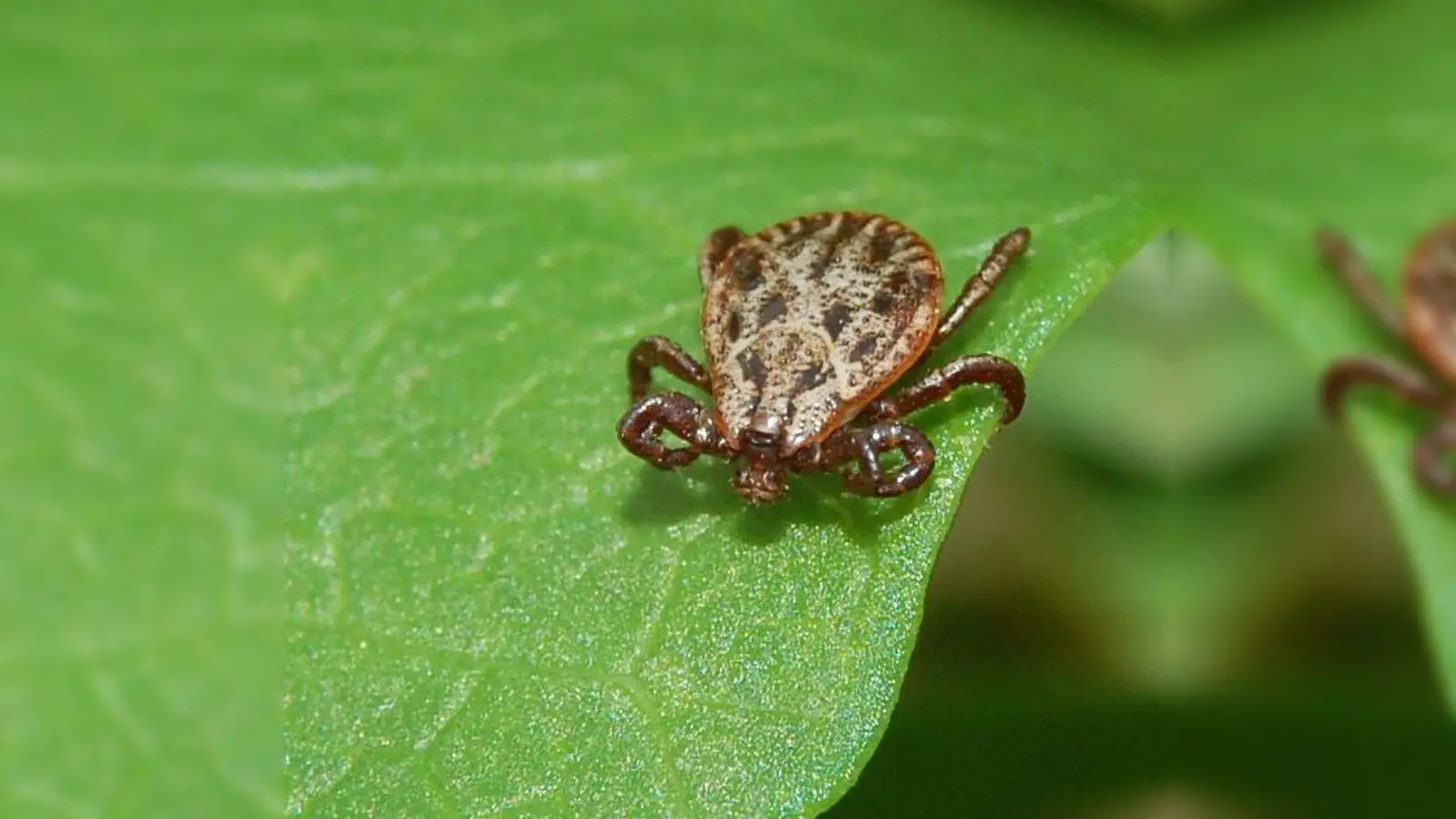 Auwaldzecke weiblich - sie überträgt Babesiose auf den Hund. (Foto: Rainer Altenkamp/ wikipedia.org)
