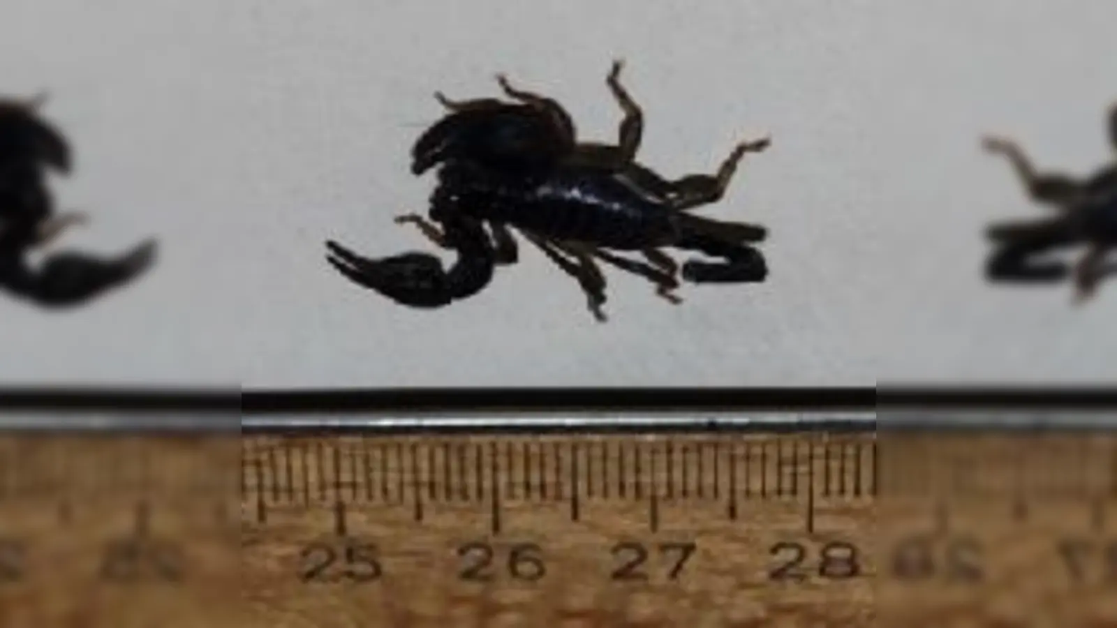 Klein, aber ziemlich forsch  dieser Skorpion suchte sich in Neuhausen einen Platz zum Wohnen.<br><br>	 (Foto: Feuerwehr)