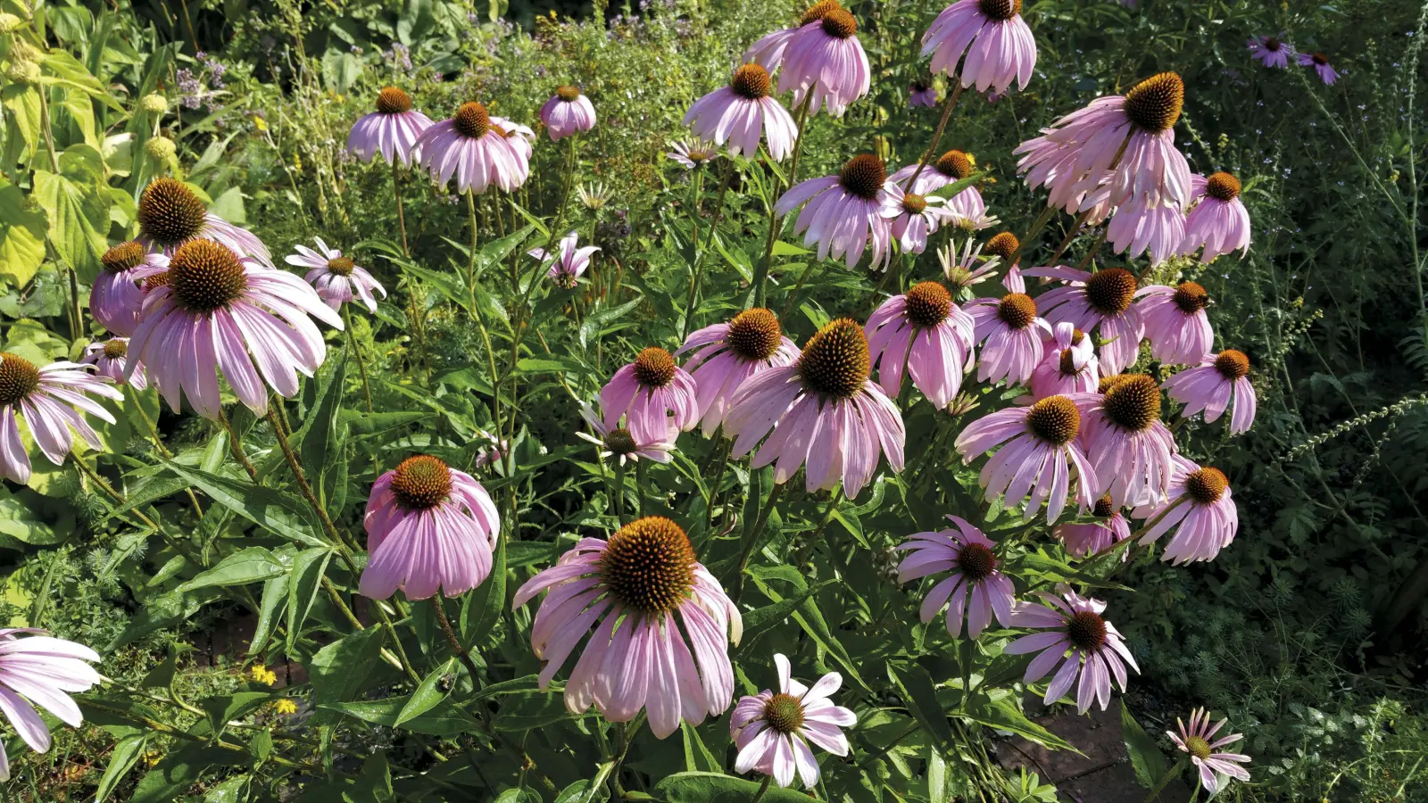 Der Sonnenhut, wissenschaftlich Echinacea purpurea, fühlt sich in sonnigen bis halbschattigen Standorten wohl. Er blüht von Juni bis August. (Foto: ÖBZ/Marc Haug)