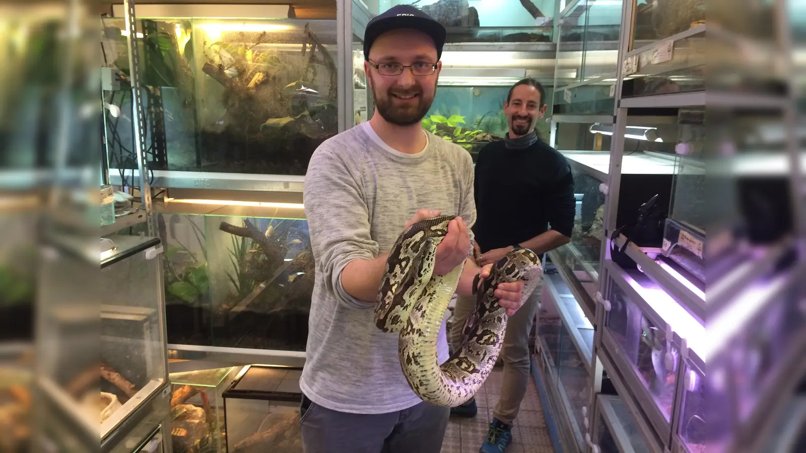 "Keine übertriebene Angst vor Schlangen haben". Dr. Baur möchte, dass man für Schlangen auch ein Herz hat. Im Bild rekelt sich graziös eine Madagaskar-Boa um die Hände und Arme des Wochenblatt-Reporters. (Foto: Daniel Mielcarek)