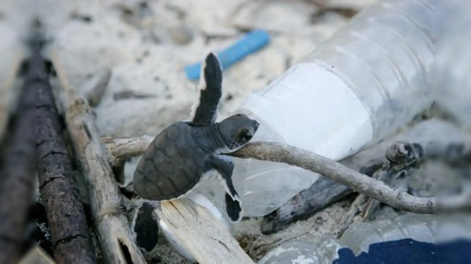 Plastikmüll im Meer betrifft jeden - als Erstes die Meeresbewohner und in letzter Konsequenz auch die Menschen.  (Foto: © WWF)