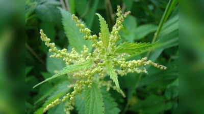 Brennnesseltriebe werden wegen ihres hohen Gehalts an Flavonoiden, Mineralstoffen wie Magnesium, Kalzium und Silizium, Vitamin A und C, Eisen, aber auch wegen ihres hohen Eiweißgehalts geschätzt. Der Geschmack wird als „dem Spinat ähnlich, aber aromatischer“ und als feinsäuerlich beschrieben. (Foto: Adampauli, CC BY-SA 3.0 de)