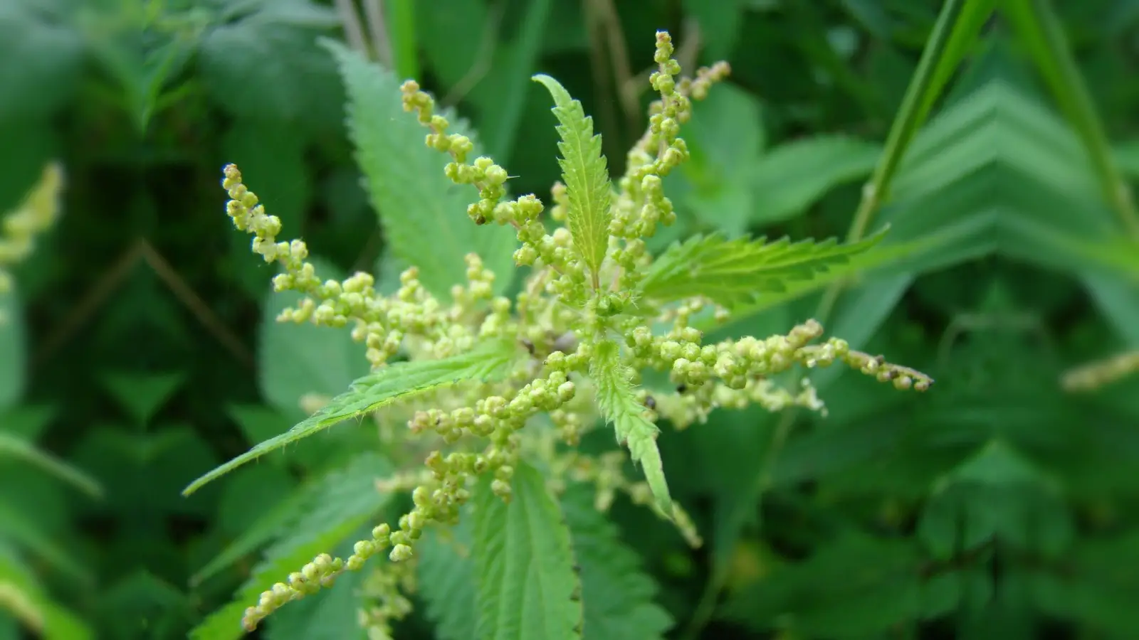 Brennnesseltriebe werden wegen ihres hohen Gehalts an Flavonoiden, Mineralstoffen wie Magnesium, Kalzium und Silizium, Vitamin A und C, Eisen, aber auch wegen ihres hohen Eiweißgehalts geschätzt. Der Geschmack wird als „dem Spinat ähnlich, aber aromatischer“ und als feinsäuerlich beschrieben. (Foto: Adampauli, CC BY-SA 3.0 de)