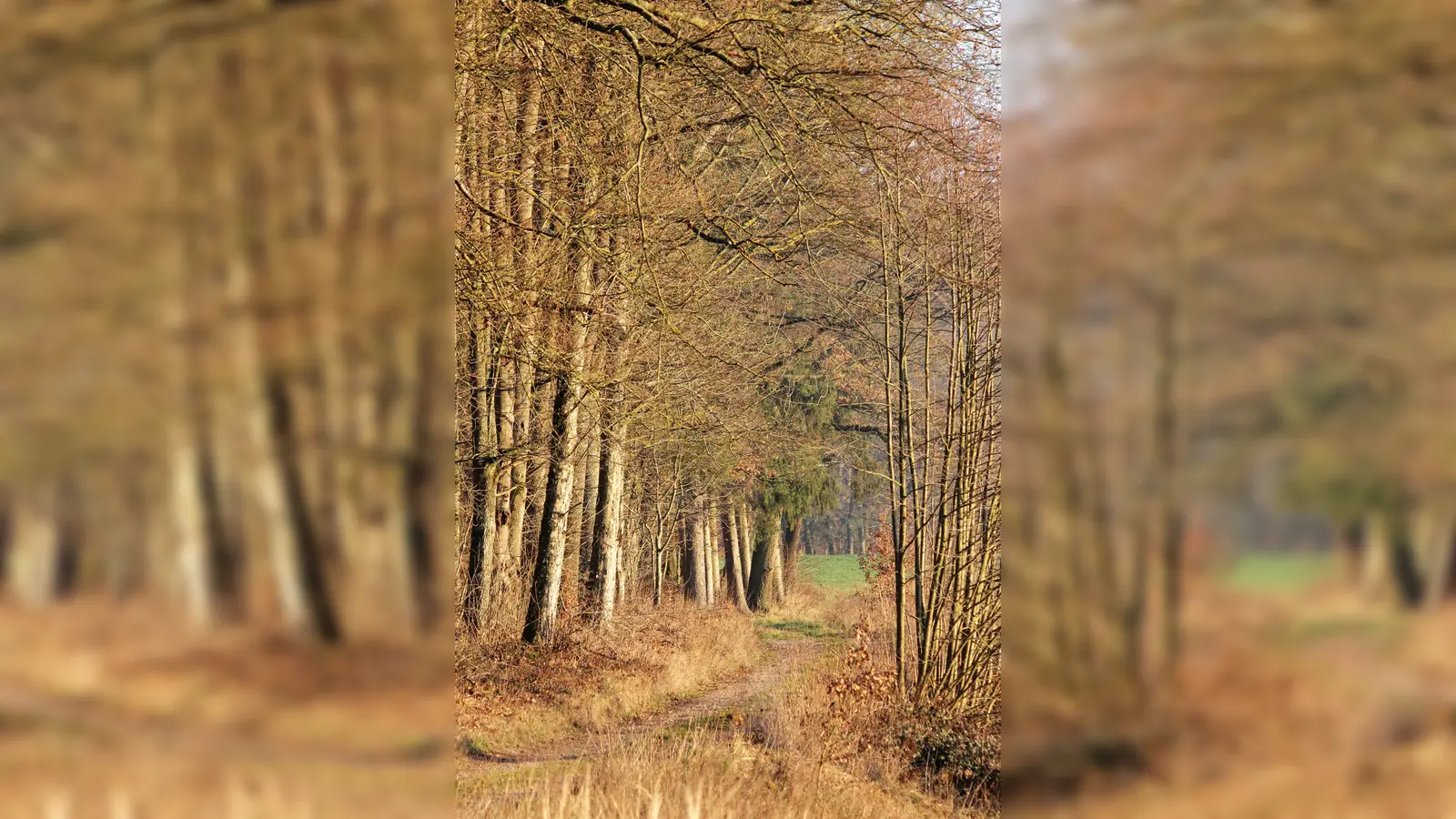 Die Ausstellung zeigt, dass Frauen zunehmend ihren Platz im Wald und der Forstwirtschaft behaupten. (Foto: ek)