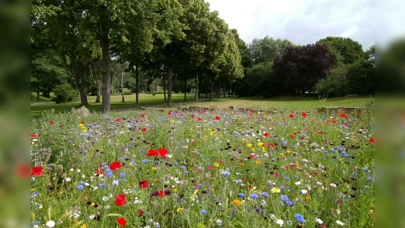 Fast ein Drittel unserer Pflanzen- und Tierarten ist auf den heimsichen Wiesen zu Hause. (Foto: CC0)