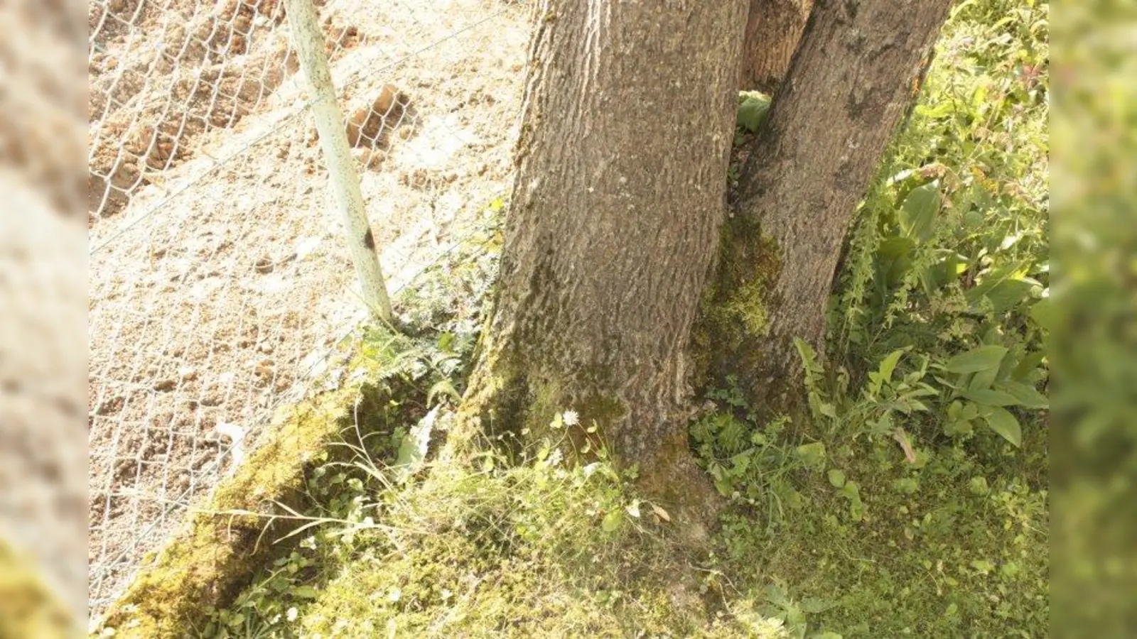 Die Esche steht genau auf der Grundstücksgrenze (sie hat das Mäuerchen links zur Seite gedrückt) und gehört Annelie Kremer und ihrer Nachbarin. (Foto: job)