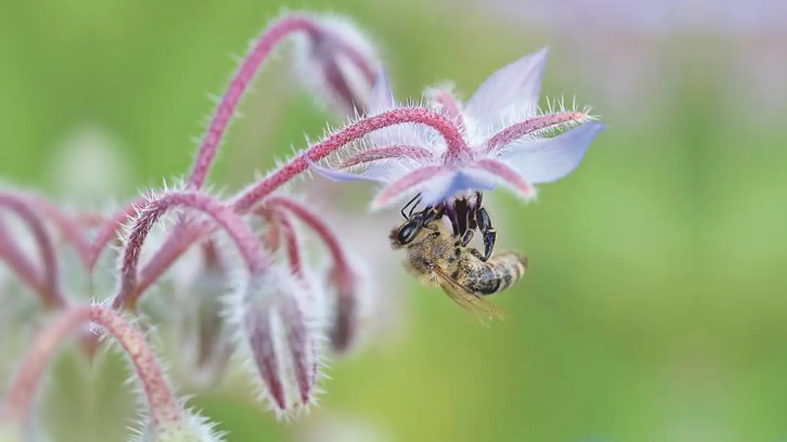 Die Stiftung Mensch und Umwelt ruft zu einem bayernweiten Pflanzwettbewerb für Bienen auf. 	 (Foto: VA)