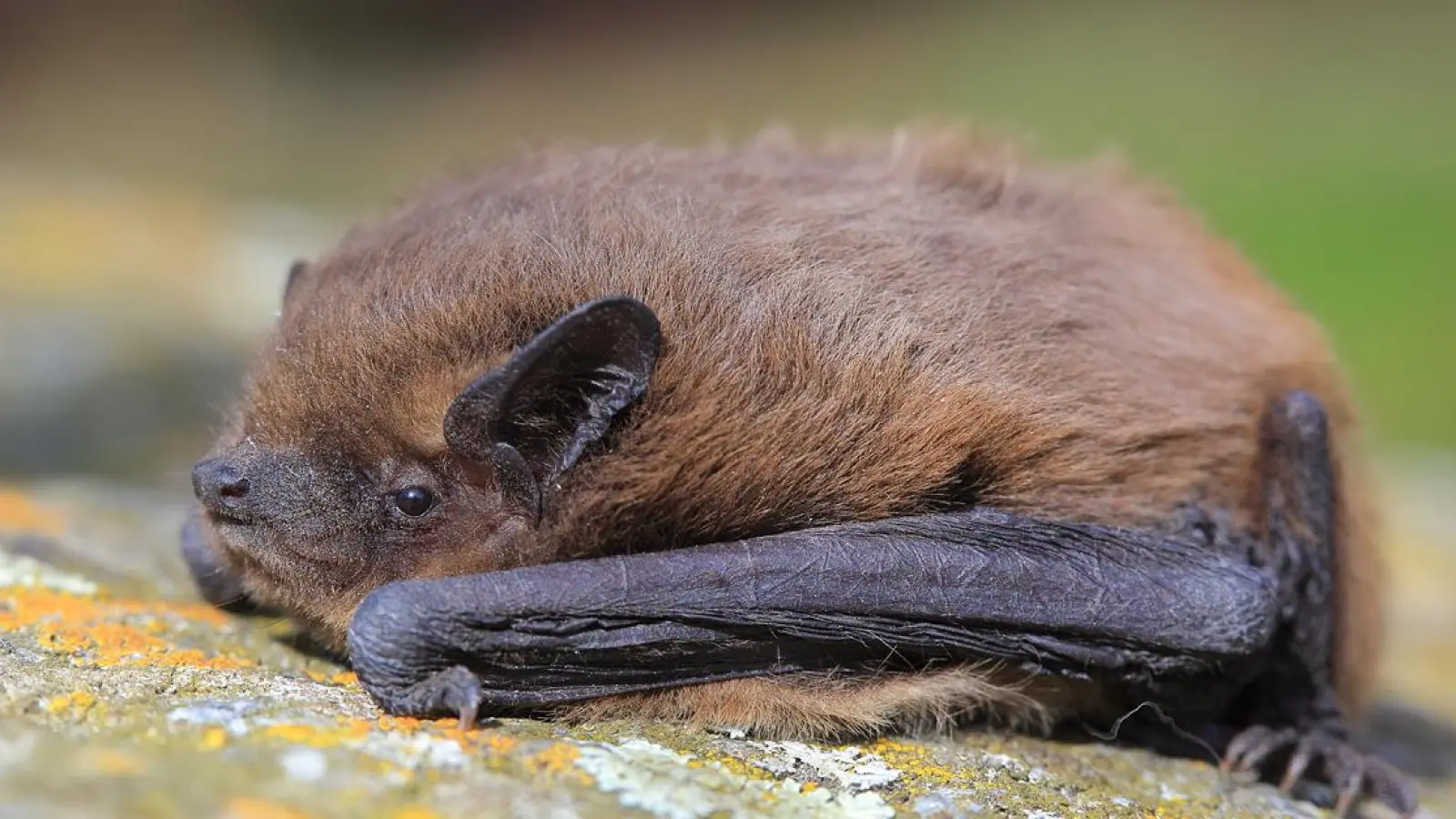 Fledermäuse - geheimnisvolle Jäger der Nacht, die auch in der Stadt zuhause sind. (Foto: LBV/Stefan Masur)
