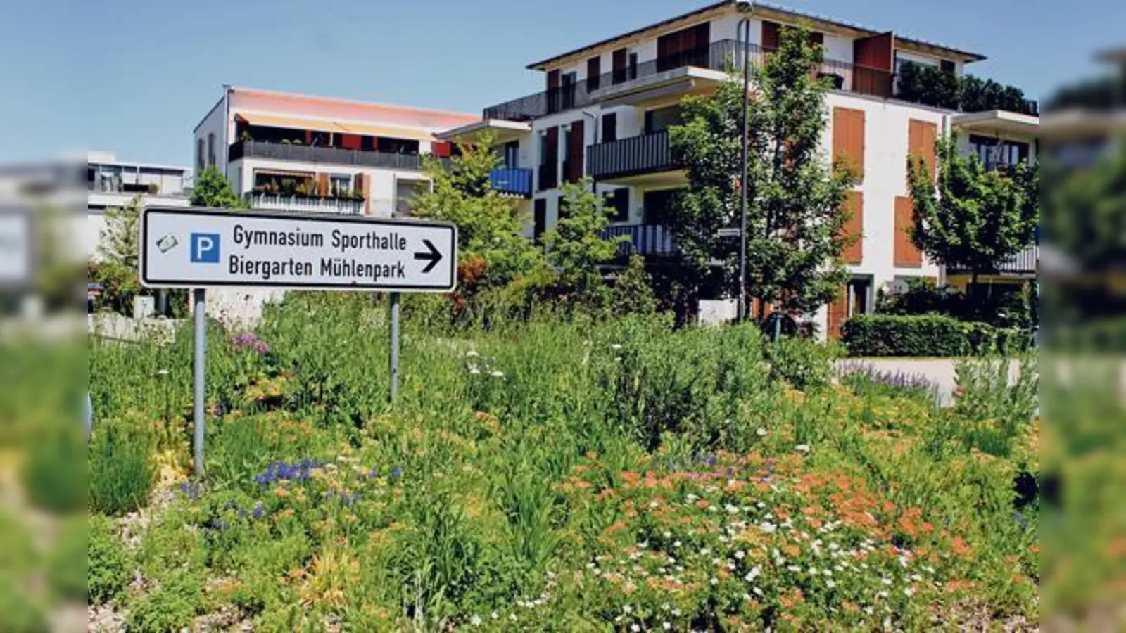 Bienenfreundliches Garching: Selbst auf Verkehrsinseln wie hier dominieren Blühpflanzen, die einige als »Unkraut« bezeichnen. 	 (Foto: kw)
