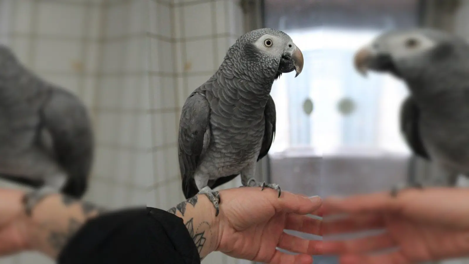 Timneh-Graupapagei Rosi (Foto: Tierheim München)