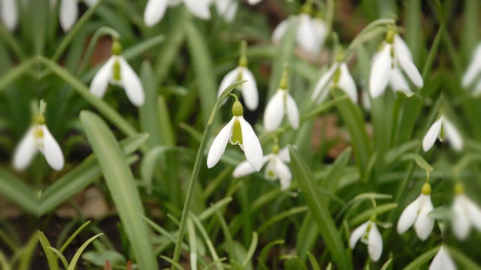Der Dichter Friedrich Rückert (1788 - 1866) widmete den ersten Frühlingsboten folgende Gedichtzeilen: „Schneeglöckchen läutet, was bedeutet’s Im stillen Hain?”<br>...<br>Aus einem Gedicht von Friedrich Rückert (1788 – 1866), (Foto: E. Bayer/ Bot. Garten)