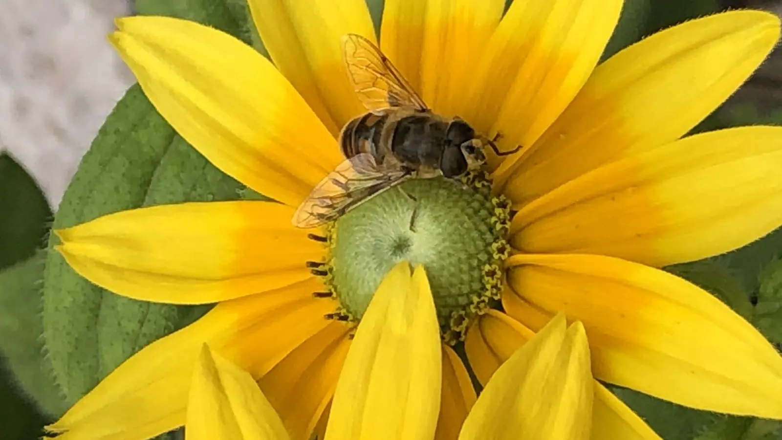 Mehr Angebot für Biene &amp; Co ist das Ziel des Pflanzentauschmarktes in Grafing. (Foto: hw)