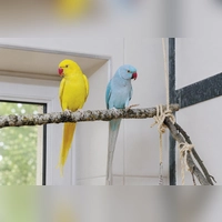 Die Halsbandsittiche Goose und Kiwi suchen ein gemeinsames Zuhause mit viel Freiflugmöglichkeiten. (Foto: Tierheim Riem)