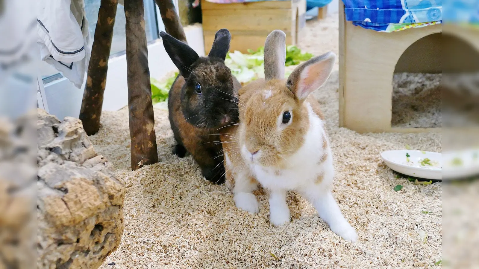Die beiden Zwergkaninchen Paul und Lisa suchen ein gemeinsames neues Zuhause. (Foto: Tierheim Riem)