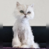 Perserkatze Laluna. (Foto: Tierheim Riem)