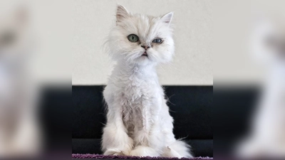 Perserkatze Laluna. (Foto: Tierheim Riem)