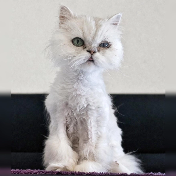 Perserkatze Laluna. (Foto: Tierheim Riem)